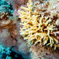 DSCF8298 koral ptaci hnizdo